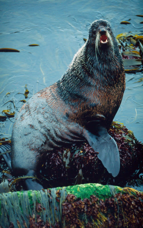 A Northern Fur Seal sits on a rock, Seals are found along most coasts and cold waters but their biggest numbers are in the Arctic and Antarctic waters. © Kevin Schafer / WWF-Canon <br> <a href="http://www.worldwildlife.org/what/wherewework/arctic/" rel="nofollow noopener" target="_blank" data-ylk="slk:To learn more visit worldwildlife.org/arctic;elm:context_link;itc:0;sec:content-canvas" class="link ">To learn more visit worldwildlife.org/arctic</a>