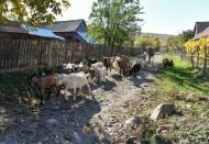 In Cusma, some villagers say they are afraid to go out at night or let their children go to school in the daytime for fear of the bears