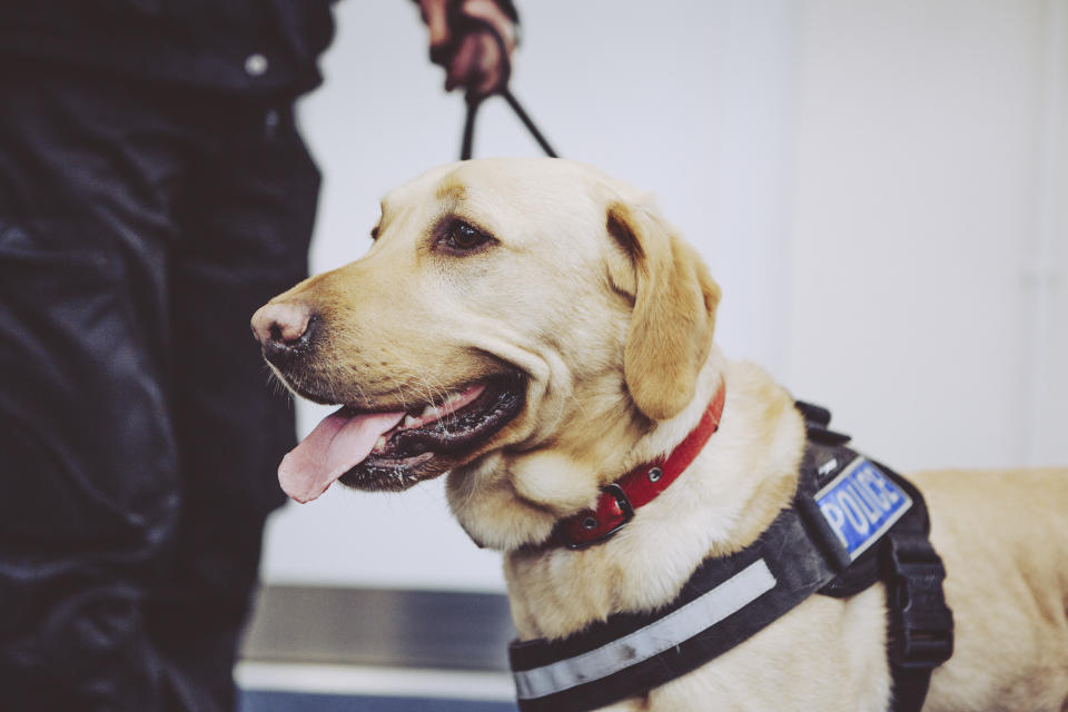 Labrador police sniffer dog in police harness with tongue out - UK