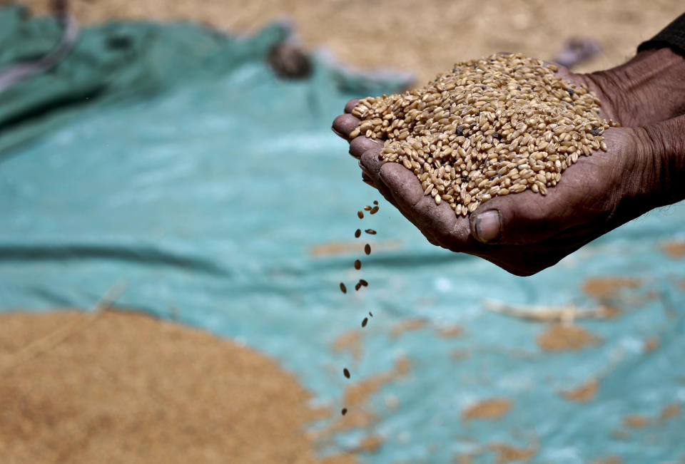 FILE - In this Sunday, May 19, 2013 file photo, a farmer holds grains of wheat in his hands on a field in Fayoum, 60 miles, (100 kilometers), south of Cairo, Egypt. Egypt's farmers have begun the annual wheat harvest. This year, it comes as the government is trying to rein in its decades-old policy of subsidizing bread with a new electronic smart-card system. The minister of supply says that the new system will save the government money and better target the country's poorest. He also says that Egypt, the world's largest importer of wheat, will continue to rely on foreign sources for the staple crop. Unrest in Ukraine has pushed up wheat prices worldwide in recent months. (AP Photo/Hassan Ammar, File)