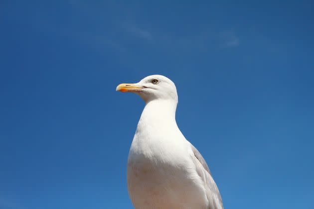 Gull