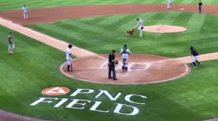 Rookie the bat dog plays fetch instead of grabbing the bat. (Twitter/@RailRidersTT)