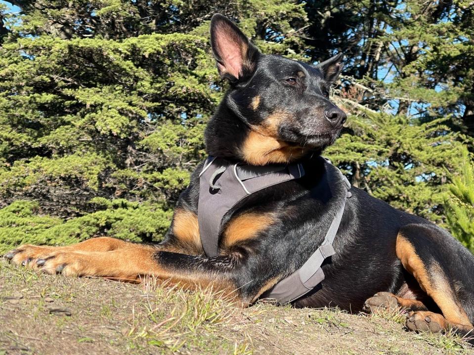 A black and brown German shepherd dog is wearing a gray Ruffwear Front Range Harness while taking a break to lie down on a hiking trail.