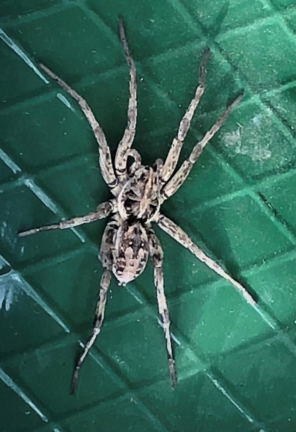 Wolf spider