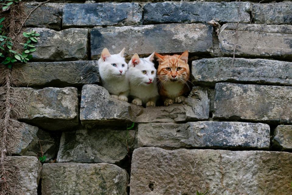 Cats are seen in a hole in a wall at a park in Nanjing, Jiangsu province, China on March 29, 2018.