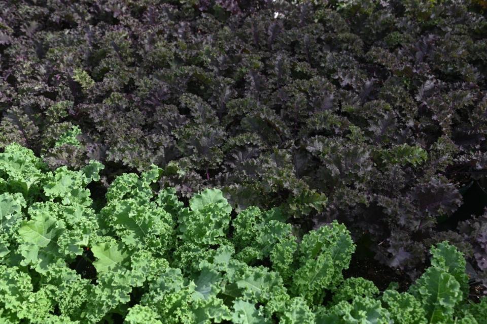 Kale can either be green or purple