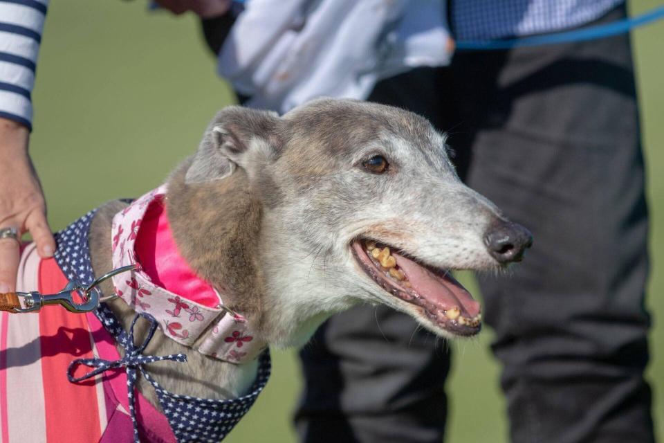 Collision Doll was the only female greyhound among the group which returned to Australia from Macau.