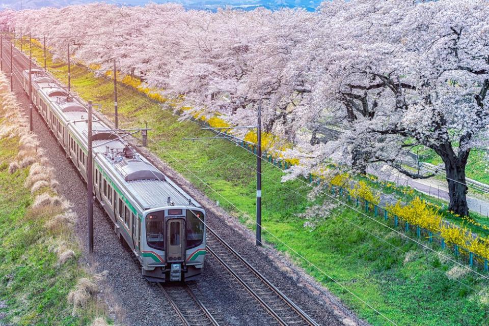 train running alongside cherry blossom trees
