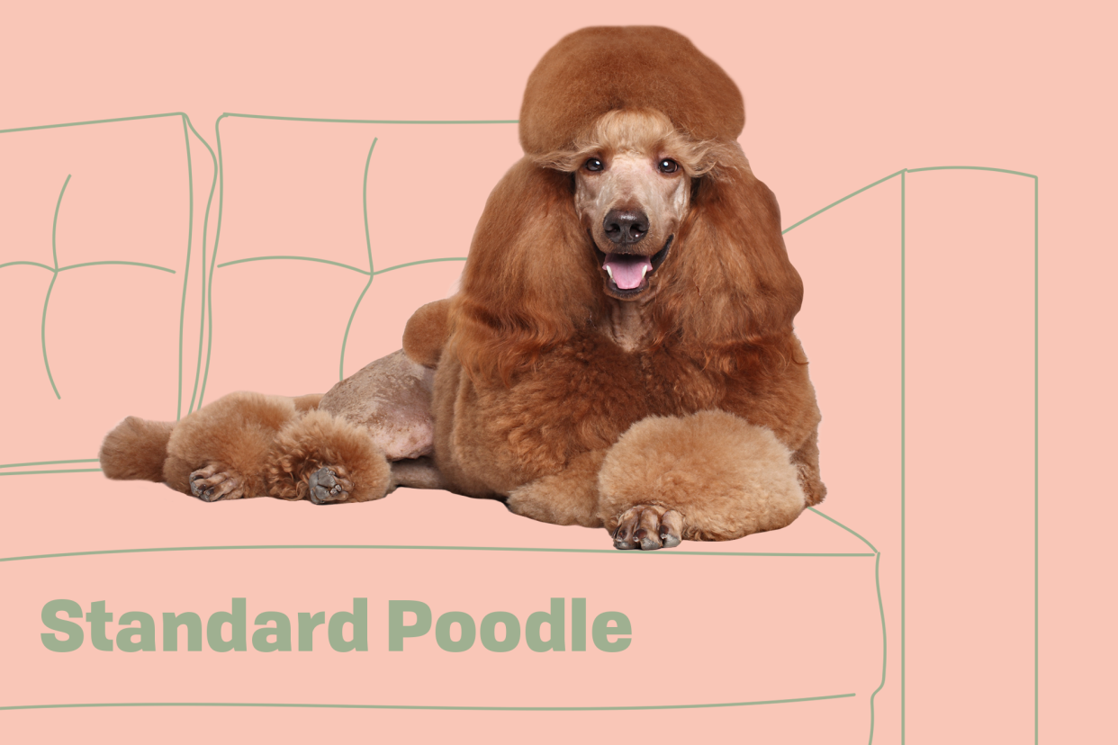 Standard Poodle Breed Photo