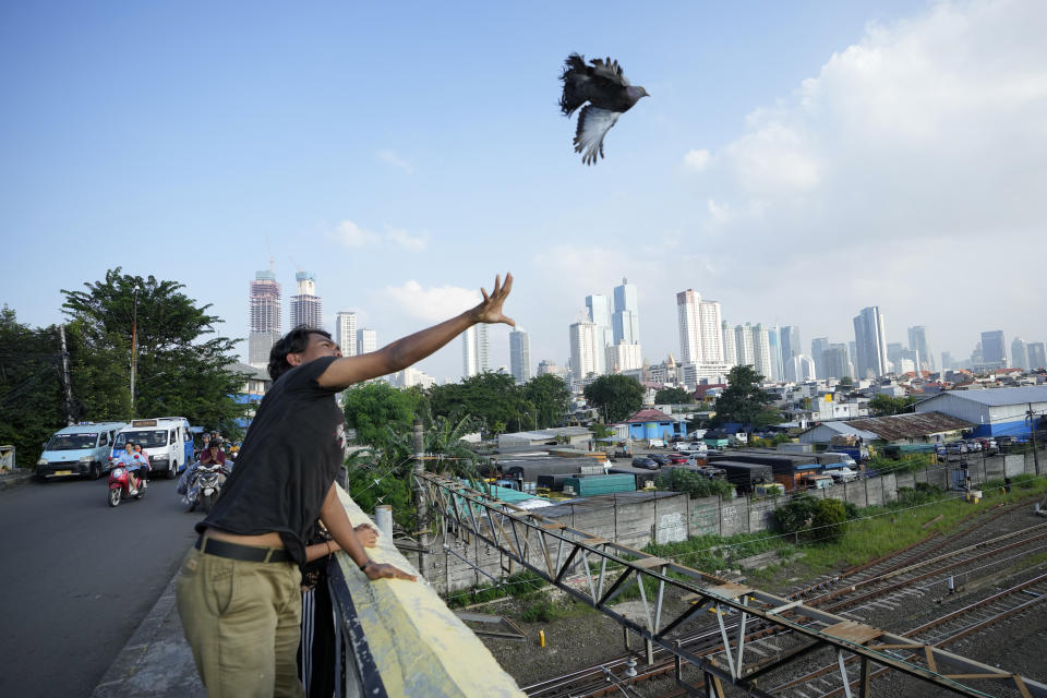 A man releases his race pigeon as the city skyline is seen in the background in Jakarta, Indonesia, Monday, Feb. 12, 2024. Indonesia, the world's third-largest democracy, will open its polls on Wednesday to nearly 205 million eligible voters in presidential and legislative elections, the fifth since Southeast Asia's largest economy began democratic reforms in 1998. (AP Photo/Achmad Ibrahim)