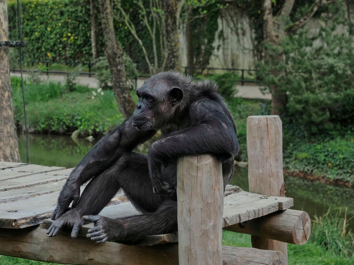 <p>A chimpanzee sits in its enclosure at the empty zoological park of Beauval in Saint-Aignan-sur-Cher, on 16 April 2020</p> ((AFP via Getty Images))