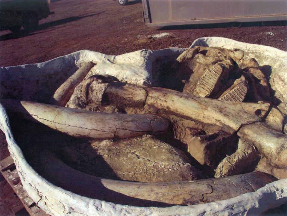 Foto de los fósiles hallados en 2012 durante los proyectos de las Highways de Plainsburg y Arboleda.