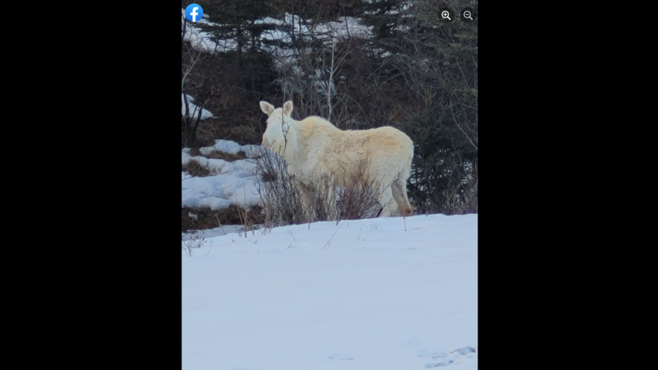 Una criatura rara y sagrada deja asombrado en carretera de Canadá a hombre que volvía a su casa de trabajar.