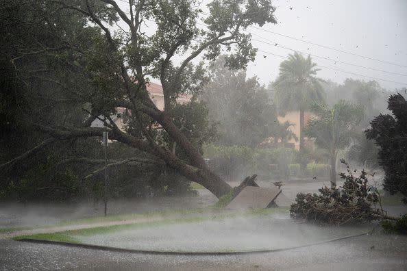 A tree is uprooted by strong winds as Hurricane Ian churns to the south on September 28, 2022, in Sarasota, Florida.