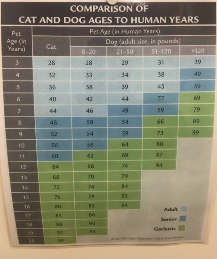 Pet ages compared to humans