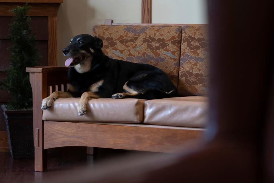 Scout the dog sits on the couch in the lobby of Meadow Brook Medical Care Facility on Thursday, July 13, 2023. It's the spot where staff found him after he escaped from a nearby animal shelter.