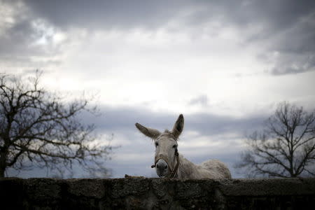 A donkey stays inside a pen in Povoa de Agracoes near Chaves, Portugal, April 18, 2016. REUTERS/Rafael Marchante