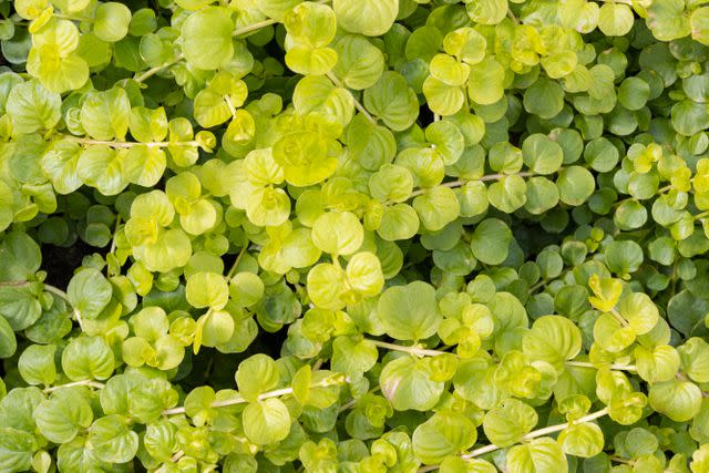 Mini Brass Buttons Plant: Planting Leptinella Tips- Epic Gardening