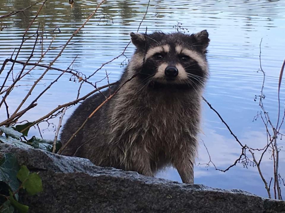 A raccoon seen foraging along the banks of Lost Lagoon in Stanley Park. In less than a week, two Metro Vancouver residents have been attacked by raccoons. (David Horemans/CBC - image credit)