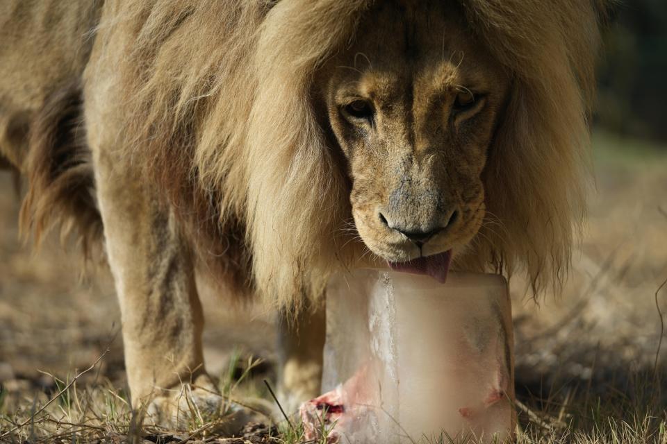 Tiembe, a 15-year-old Angolan lion, licks his frozen breakfast, chunks of red meat and bone packed in a block of ice, at the Attica Zoological Park in Spata suburb, eastern Athens, Friday, Aug. 4, 2023. A large number of animals being fed frozen meals at the Attica Zoological Park outside the Greek capital Friday, as temperatures around the country touched 40C (104 degrees Fahrenheit) and were set to rise further, in the fourth heat wave in less than a month. (AP Photo/Thanassis Stavrakis)