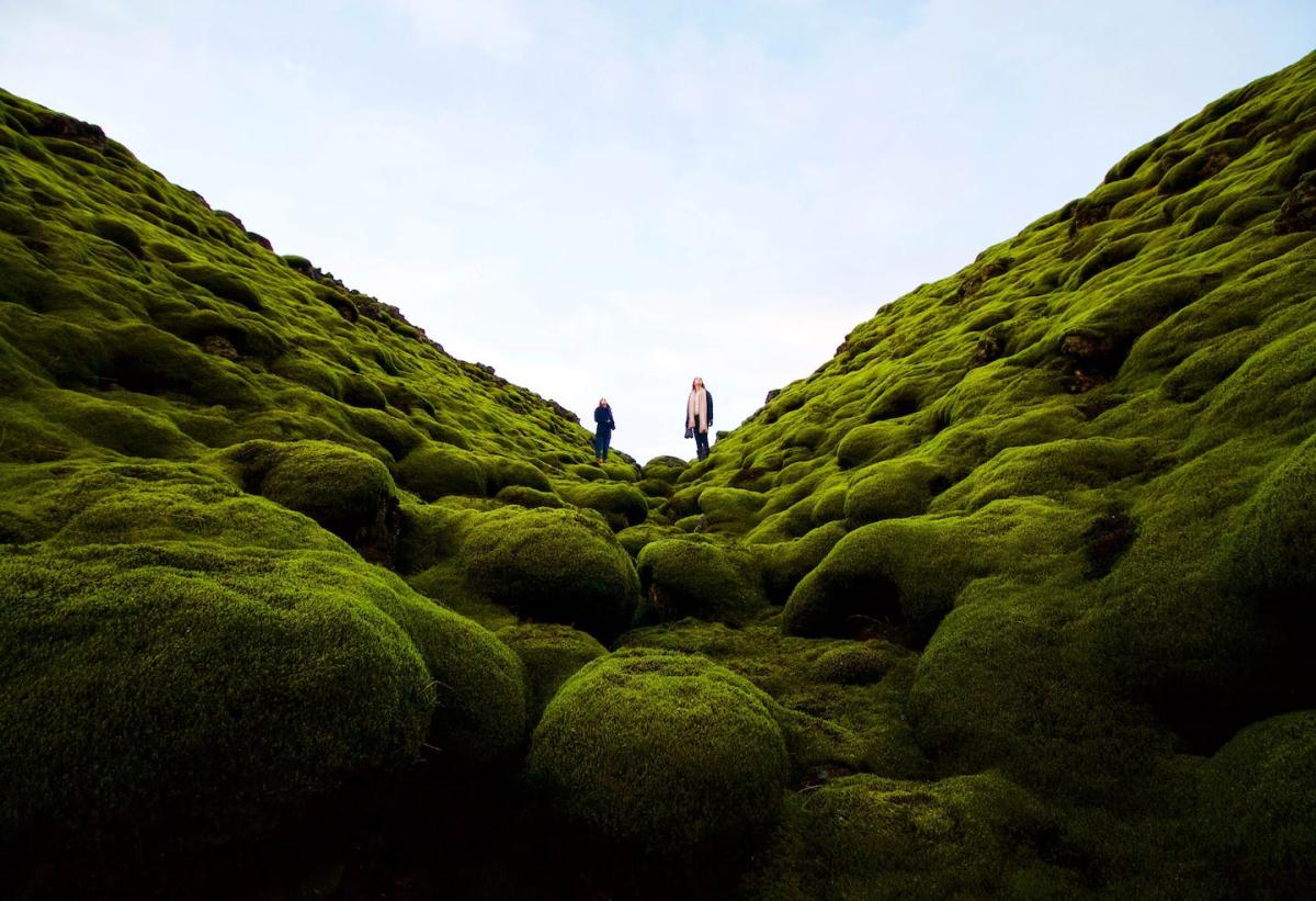 Mosses: Primordial plants thriving in the modern world: Nature News