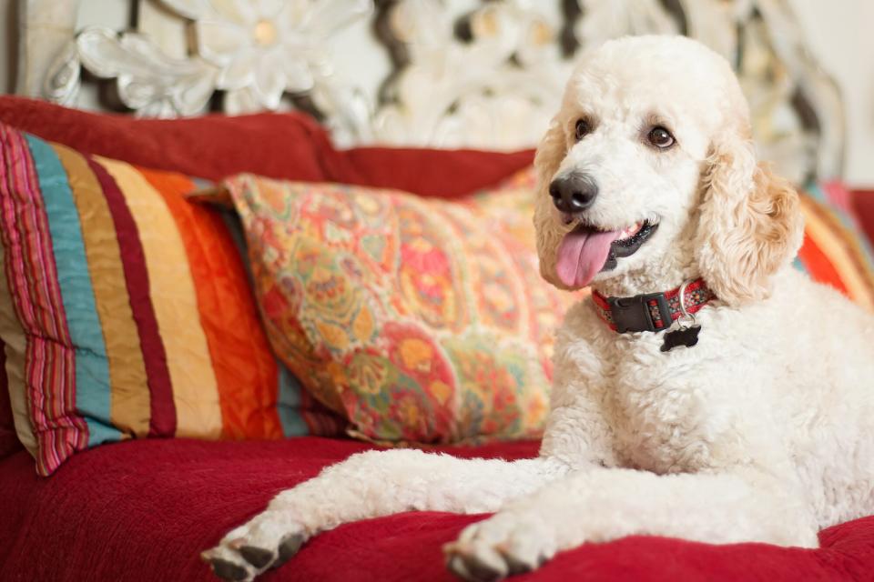 white standard poodle lying on a red couch