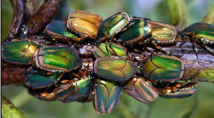 Green June beetles, pictured here, are sometimes mistaken for Japanese beetles. Along with their green coloring, June beetles are much larger than Japanese beetles, and they aren't a threat to ornamentals.