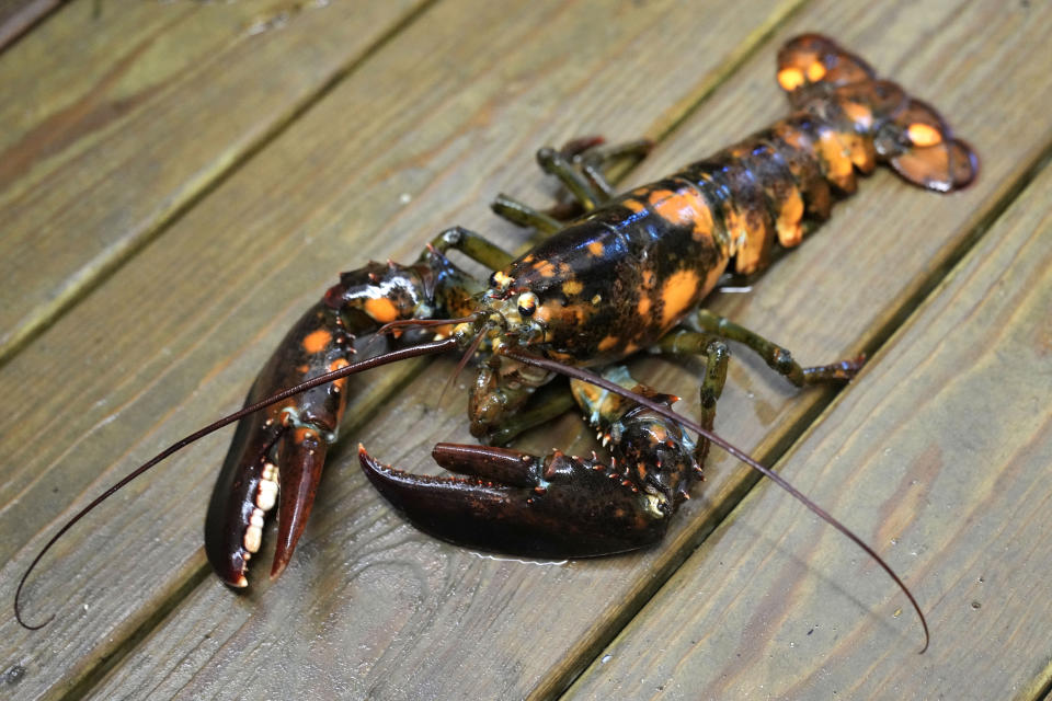 A calico lobster is seen in a marine sciences lab at the University of New England, Thursday, Sept. 5, 2024, in Biddeford, Maine. (AP Photo/Robert F. Bukaty)