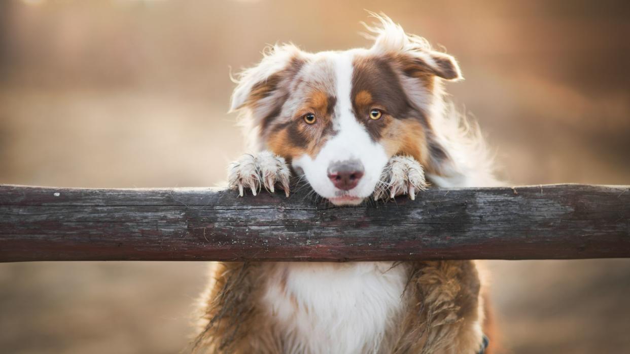 Australian shepherd looking over fence