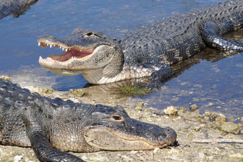 Dos caimanes estadounidenses (archivo) (Getty Images)