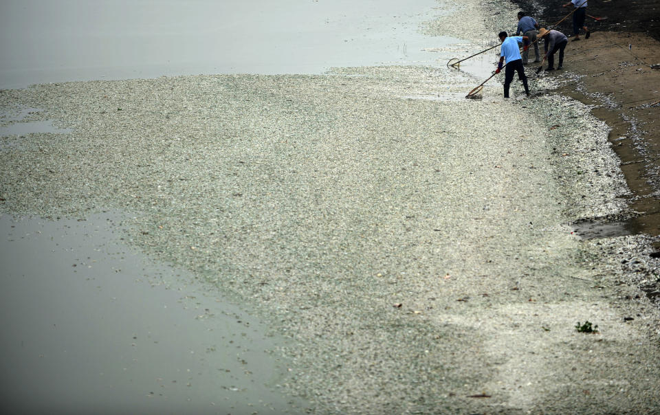 Residents clear dead fish from the Fuhe river in Wuhan, in central China's Hubei province on September 3, 2013 after large amounts of dead fish began to be surface early the day before. According to local media, about 30 thousand kilograms of dead fish had been cleared by late September 2. (STR/AFP/Getty Images)