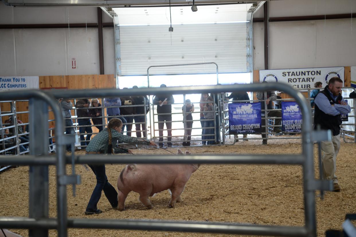 Sadie Talley (left) maneuvers her over 260 pound hog throughout the show portion of the Augusta County Market Animal Show and Sale. Talley and her twin, Tucker, have been competing for a few years, and their younger brother will start next year.