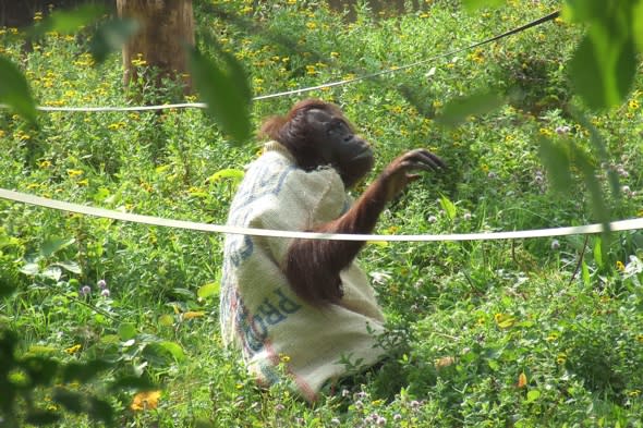 Orangutan at Paignton Zoo makes onesie out of coffee sack