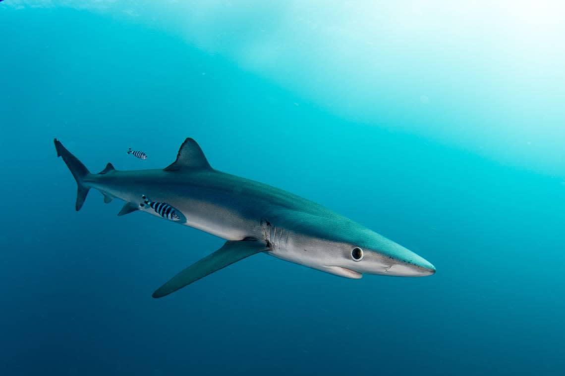 Blue sharks can be identified by their thin body, the dark blue color on the top of their bodies and their white bellies. Howard Chen/Getty Images/iStockphoto