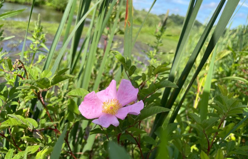 Swamp rose, a native flower, grows in the LaGrange Valley Wetlands near LaGrange, Mich., that the Southwest Michigan Land Conservancy is in the process of purchasing and conserving.