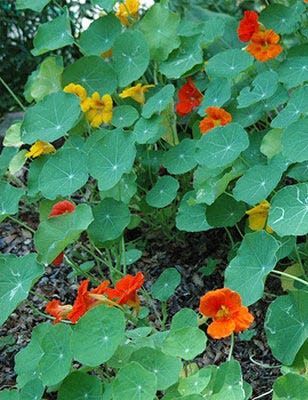Adding nasturtiums to your vegetable bed can add real value and promote a healthy growing environment.