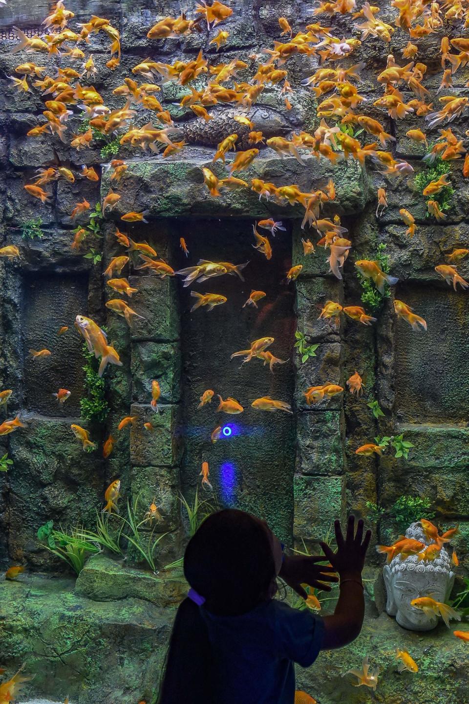 A visitor looks at fish swimming inside an Aquatic Gallery at the Gujarat Science City.