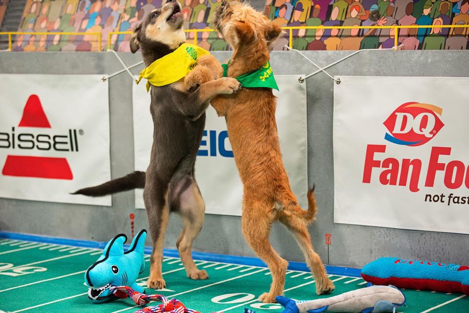 Puppy Bowl 2017