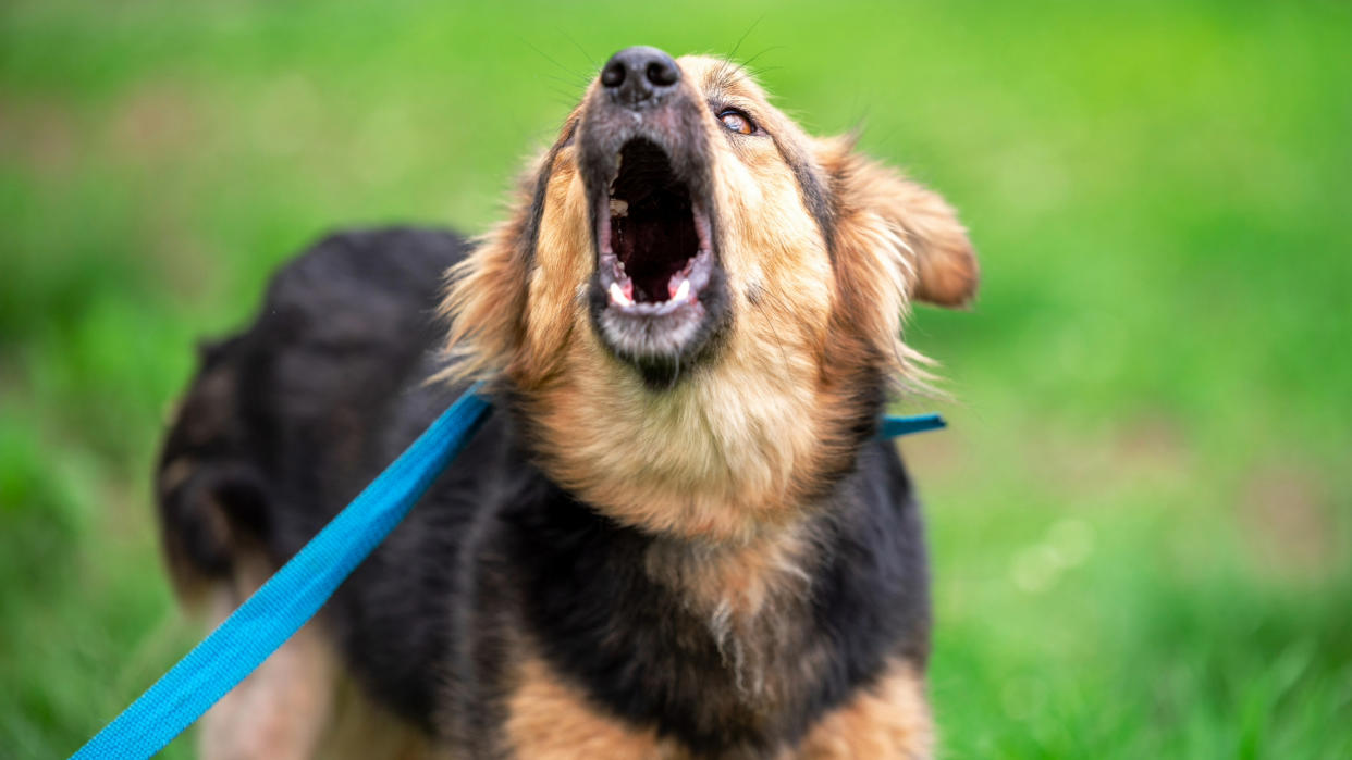  Dog on a blue leash barking in a field. 