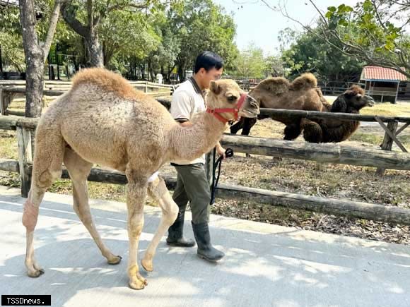 頑皮世界動物園保育員不定時帶著小駱駝散步，巨大體型與可愛模樣常吸引遊客目光。（記者李嘉祥攝）