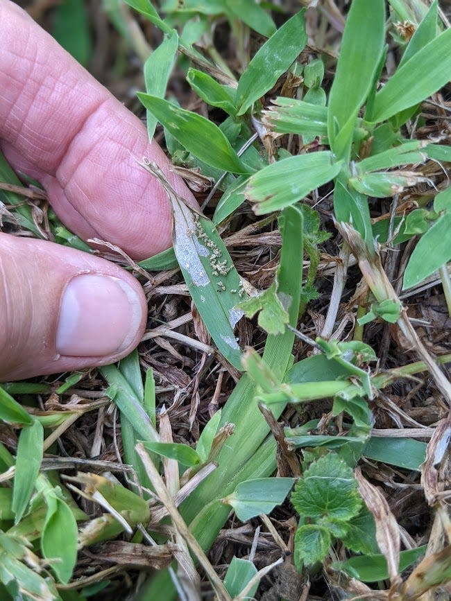 In the center of this photo you can see the granules of droppings or frass left behind by the webworms on one of the leaf blades. If you part the grass and look down at the base of the grass plants, you will find much more.