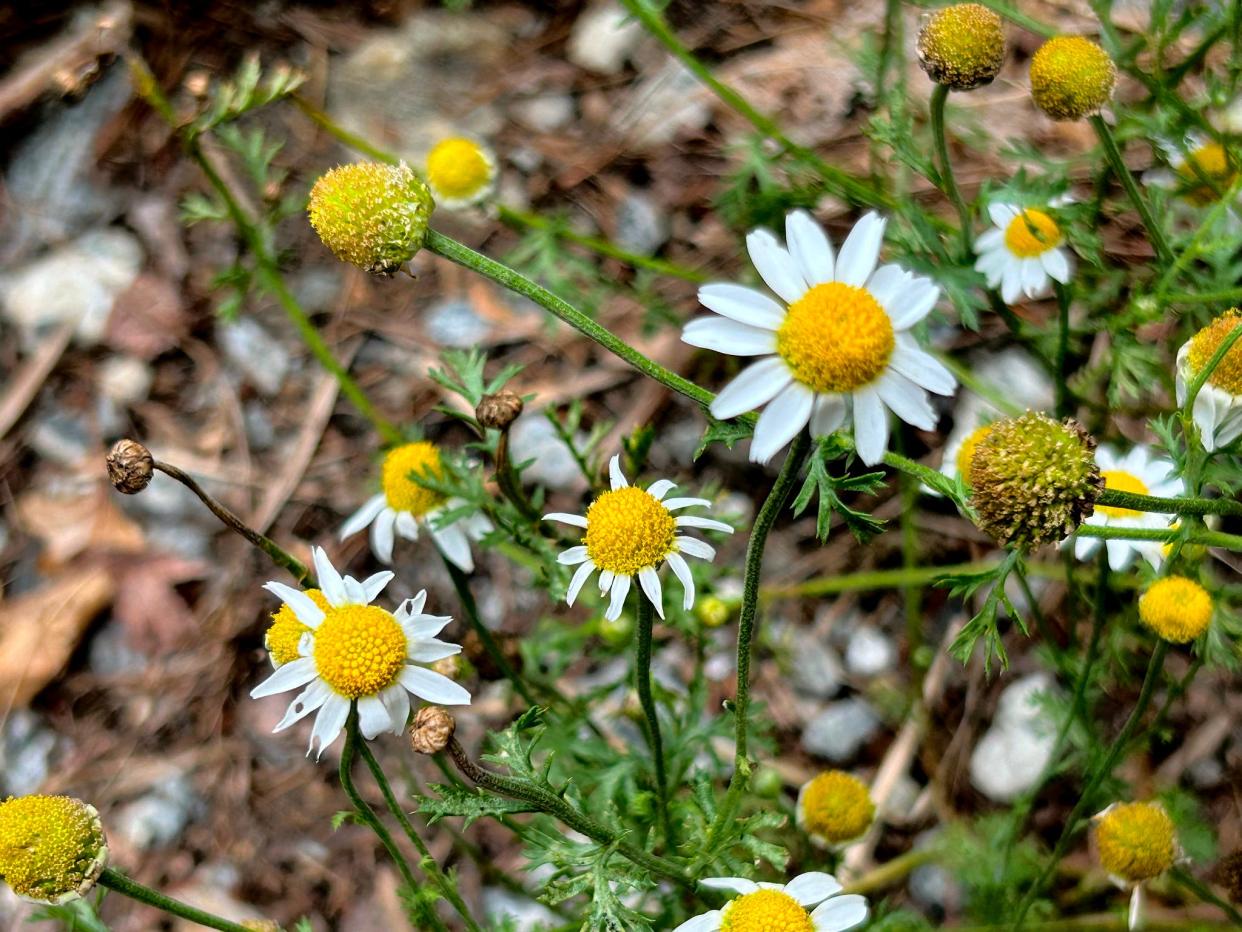 Stinking chamomile is not the fragrant herb giving us chamomile tea, although the two plant species closely resemble each other.