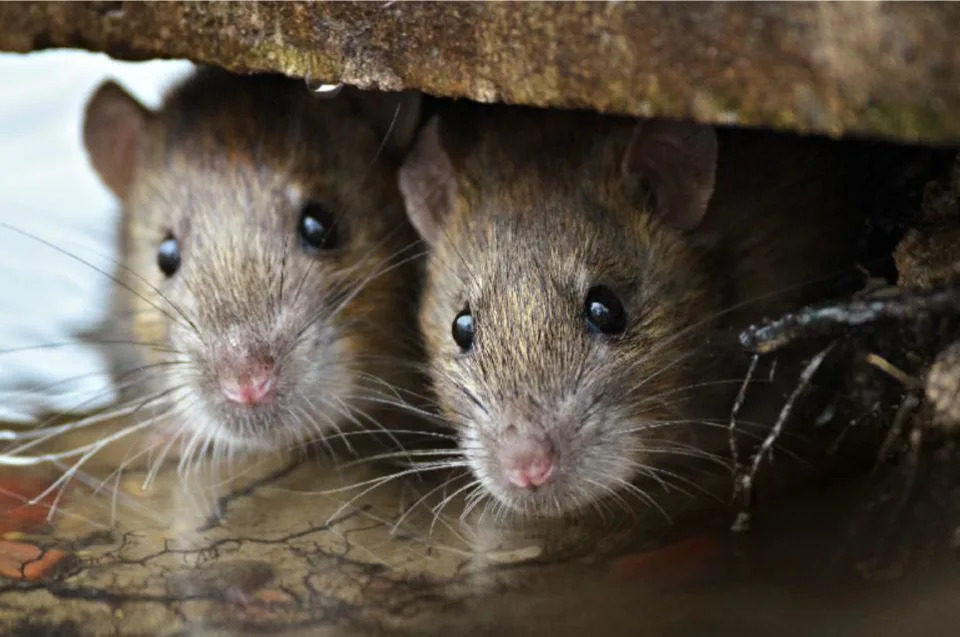 Glasgow Times: Rats have invaded the street in Scotstoun