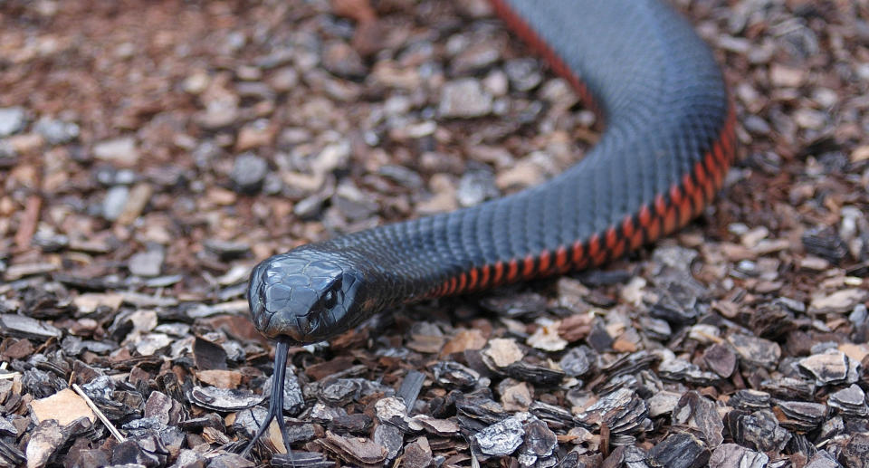 An Australian red bellied black snake.