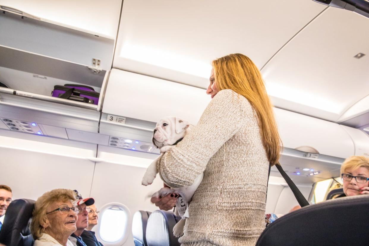 The rules are tightening on emotional support animals: Getty Images