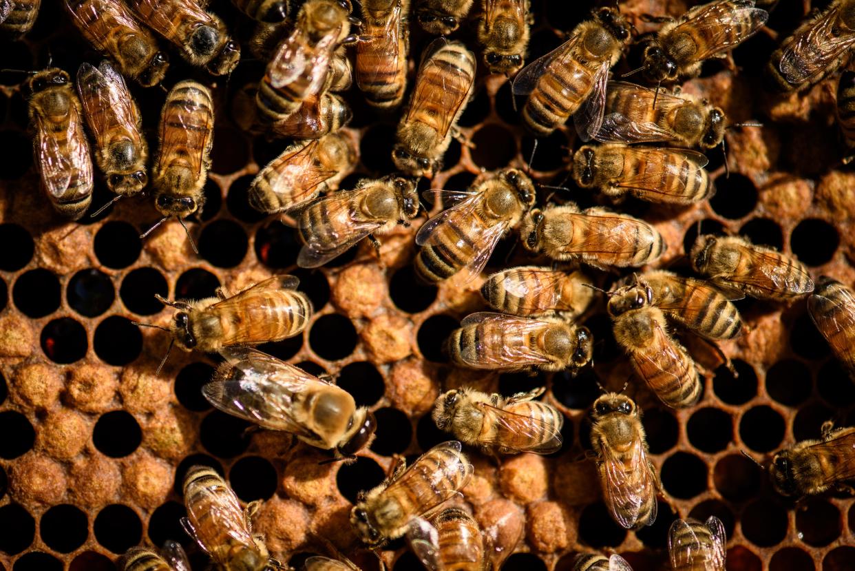 Bees walk across a comb in one of the hives at Secret Garden Bees honey farm in Linden.