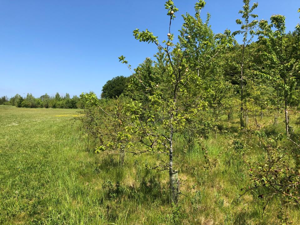 Young trees planted in woodland creation