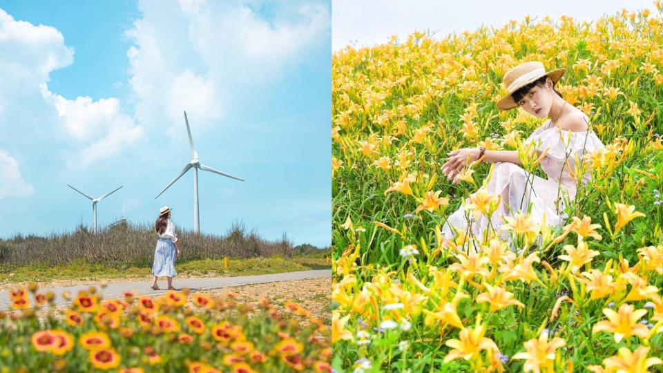 6月花海特報 海濱看天人菊、山境賞繡球花、古厝訪蓮荷！最夢幻的金針花河堤在苗栗