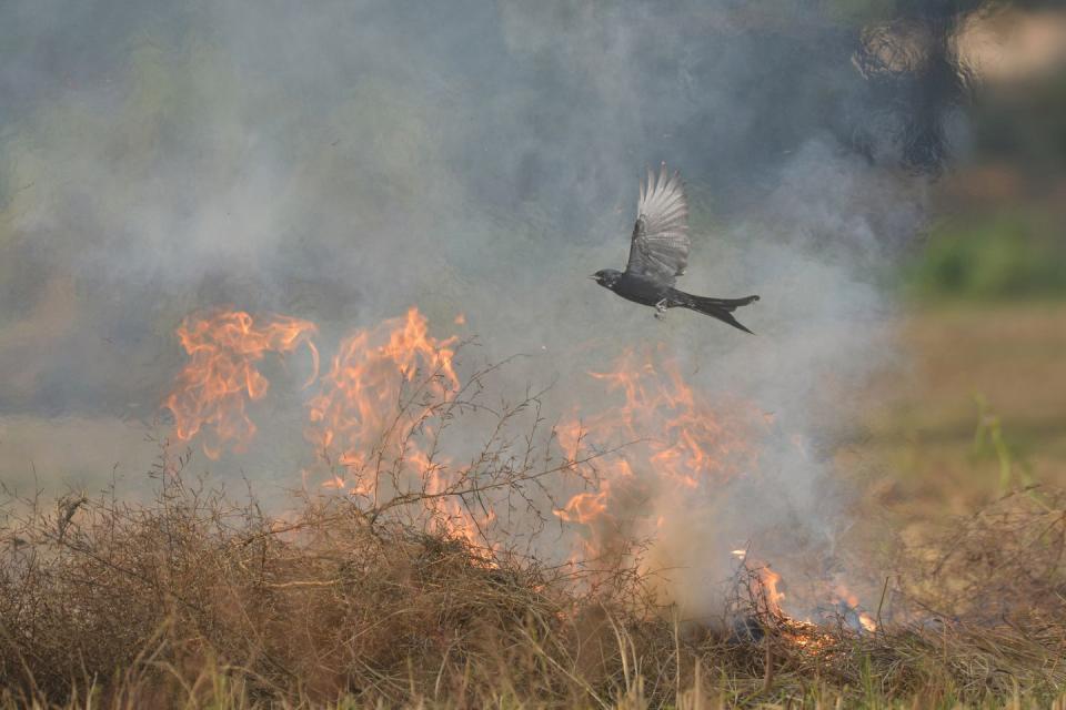 <p>Phoenix by Saptarshi Gayen (West Bengal, India).</p>