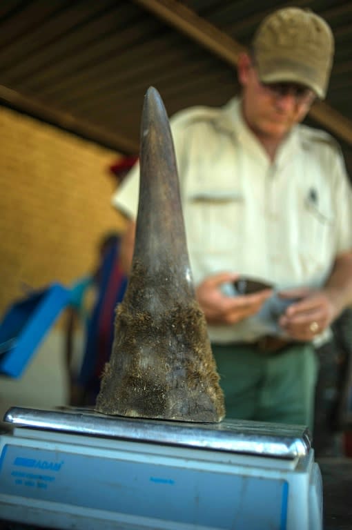 Rhino horns are consumed in some Asian countries for their supposed health concerns, fetching a higher price on the black market than the equivalent weight of cocaine and gold